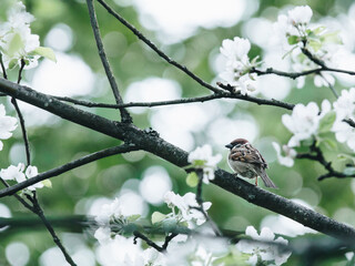 乒乓球区角活动介绍